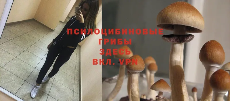 Галлюциногенные грибы Psilocybine cubensis  Мышкин 